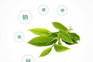 绿茶的种类和制作方法