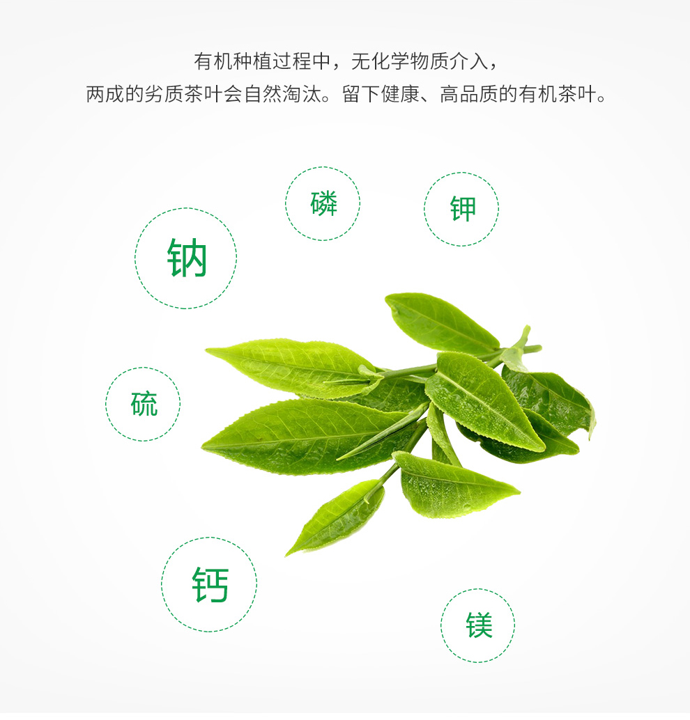绿茶
